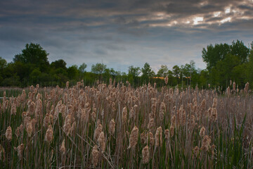 Cattails as sunset