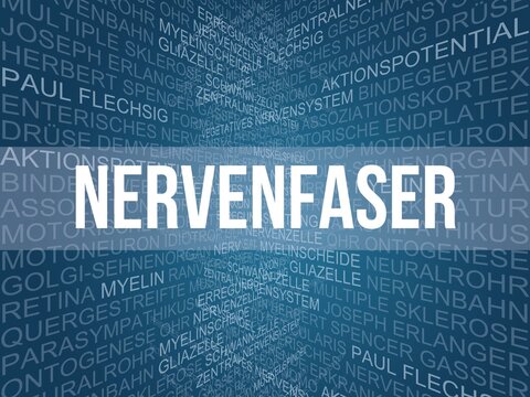 Nervenfaser