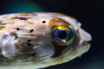 Spiny porcupinefish Diodon holocanthus has eyes that sparkle with blue flecks © SailingAway