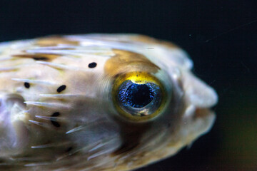 Spiny porcupinefish Diodon holocanthus has eyes that sparkle with blue flecks © SailingAway