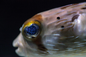 Spiny porcupinefish Diodon holocanthus has eyes that sparkle with blue flecks © SailingAway