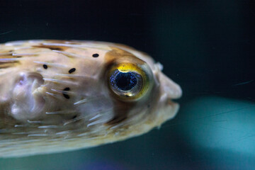 Spiny porcupinefish Diodon holocanthus has eyes that sparkle with blue flecks © SailingAway