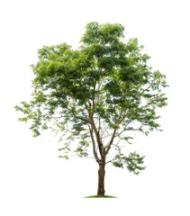 Fototapeta premium Isolated tree on white background