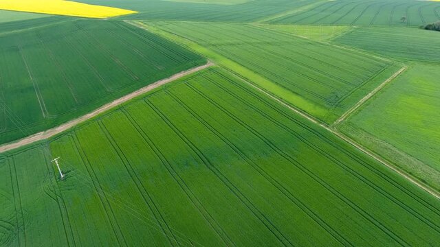 Wheat fields in springtime - aerial view