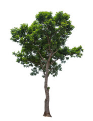 Obraz premium Isolated tree on white background