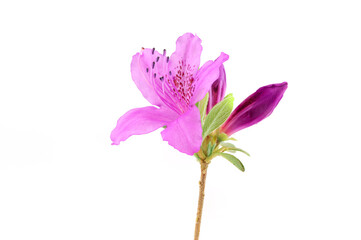 blooming purple rhododendron isolated on white background