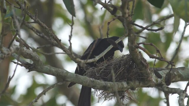 a black drongo is feeding its offspring on the nest