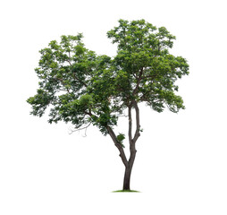 Fototapeta premium Isolated tree on white background