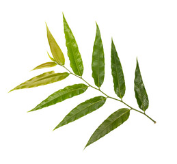  leaves isolated on white background (leaf)