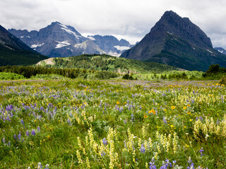 Wildflowers blooming in Glacier National Park, USA