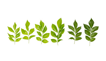 Collection of isolated green tree leaf on white background