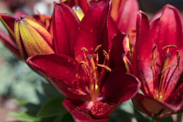 Red Lily