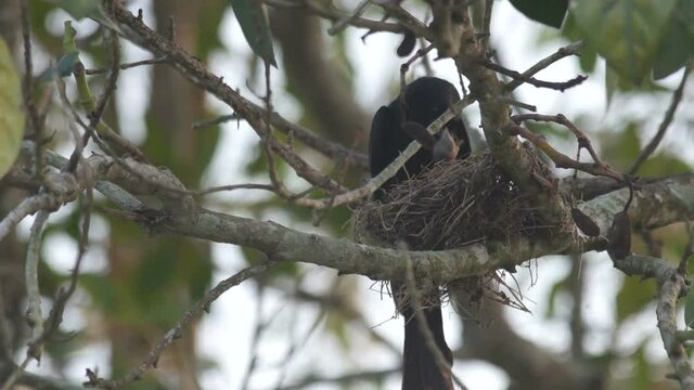 a black drongo is feeding its offspring on the nest