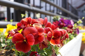 パンジー　三色すみれ　春