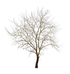 Isolated tree in winter with no leaves on white background