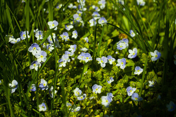 Flowering field, spring or summer blossom background