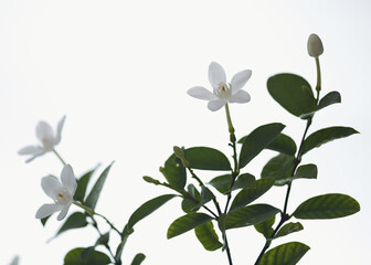  white and fragrant flower