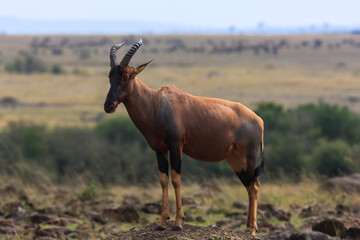 Naklejka na ściany i meble Antelope kongoni on the hill. Kenya, Masai Mara
