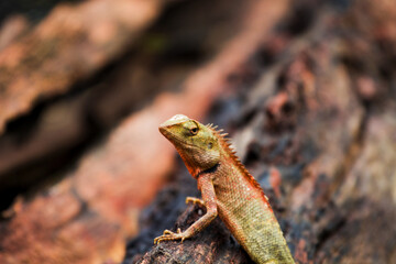 Chameleon in Thailand, Reptile in Thailand