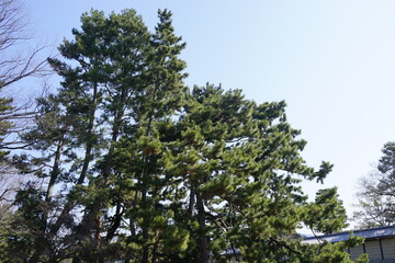 見上げる　木　シルエット　空　木々　森