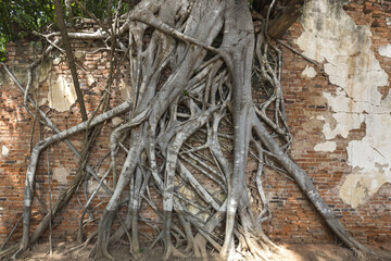 Bodhi tree root covered ruins of Wat Sang Kra Tai. The place is  ancient temple is over 400 years old at Angthong Province, Thailand