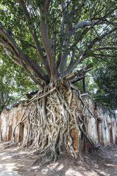Bodhi tree root covered ruins of Wat Sang Kra Tai