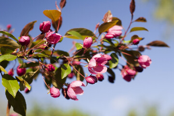 A brunch of apple on a spring day