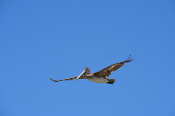 Soaring Pelican/Pelican flying in a blue sky
