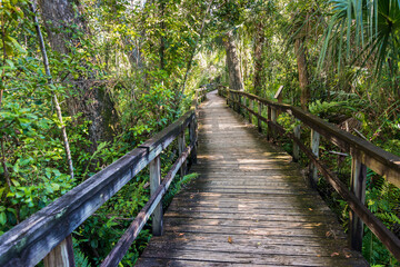 Fototapeta premium Szlak dżungli