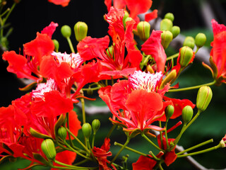 Closeup Caesalpinia pulcherrima red guppy flower tree plant nature background