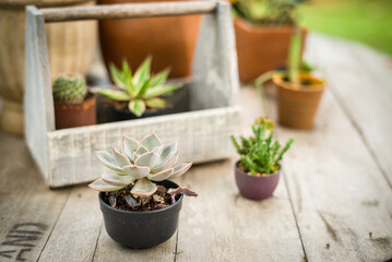 Cactus on the table