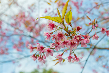 pink cherry or Thai sakura blooming during winter at Chiang Mai Thailand