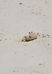 Ghost Crab Vertical/Small Ghost crab comes out of hole in sand