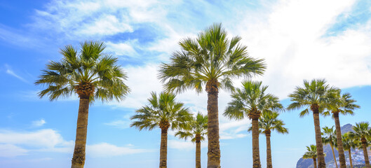 Obraz premium palm trees