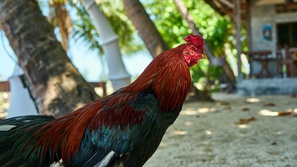 Colorful cock on the beach