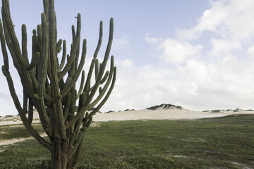 Genipabu Dunes in Natal, RN, Brazil