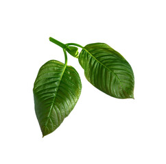 Obraz premium mitragyna speciosa korth (kratom) a drug from plant to a category 5 in thailand