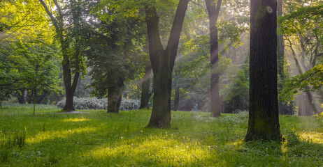 Spring park - rays of sun breaking through the leaves of the trees