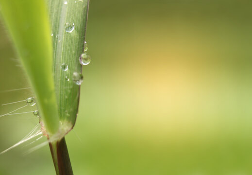 Abstract soft blurred and soft focus the surface texture of the grass leaves with drops of water after the rain,the green copy space background.By the beam light and lens flare effect tone.