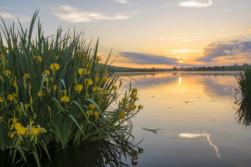 Fototapeta na wymiar Beautiful, sunny, colorful and foggy sunrise over the lake on which the irises bloom