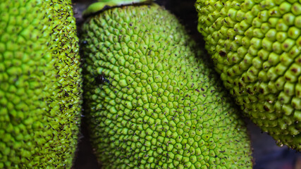 bug insect snail animal wildlife jackfruit plant