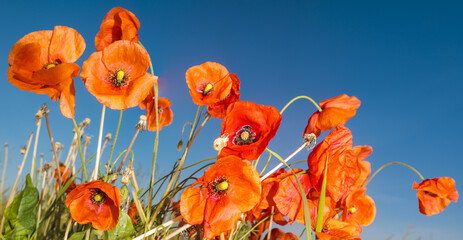 Composition of red poppies