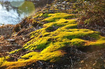 Green moss, shining in the rays of sunlight