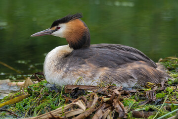 Great crested grebe (Podiceps cristatus) on nest in profile. Elegant waterbird in the family Podicipedidae nesting on lake at Cardiff Bay, Wales, UK