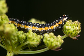 Depressaria daucella moth caterpillar. Larva feeding on flowers of water-dropwort (Oenanthe spp.) at Cardiff Bay Wetland Reserve.