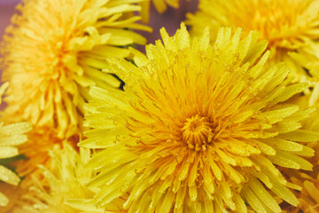 Wet yellow dandelion, closeup image