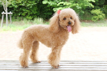 トイプードル
