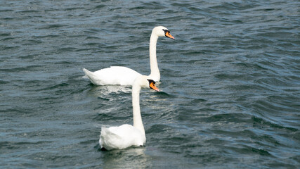 Zwei Schwäne auf einem See
