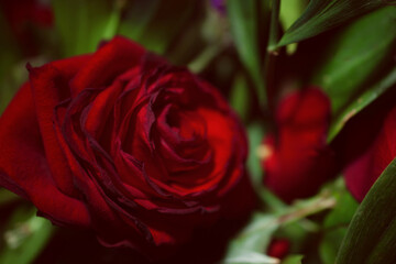 One flower of scarlet rose