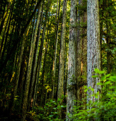 Fototapeta na wymiar Redwood Trees